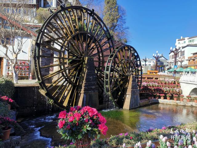 丽江古城鲜花盛放（ 图片由@宁琳 提供）