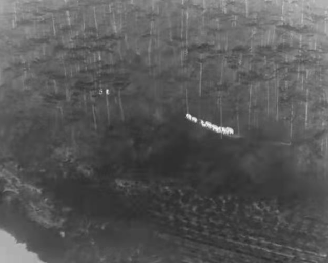 60余年来首次！野象闯进云南这个5A级景区