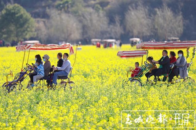 安宁牧羊湖万亩油菜花盛放 (3).jpg