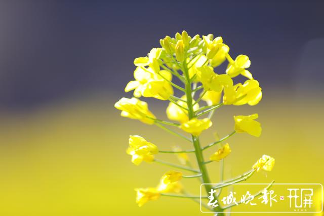 安宁牧羊湖万亩油菜花盛放 (6).jpg