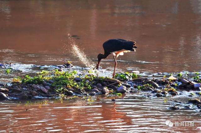 快围观!“鸟中大熊猫”黑鹳现身景东,被“拍鸟达人”拍到
