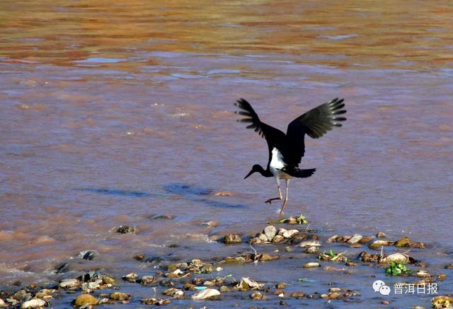 快围观!“鸟中大熊猫”黑鹳现身景东,被“拍鸟达人”拍到