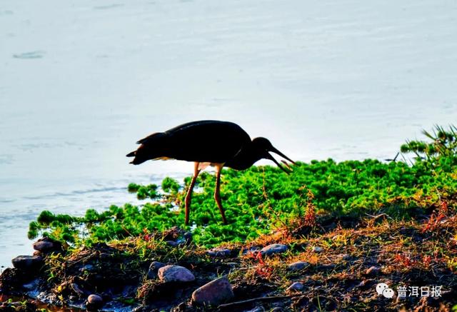 快围观!“鸟中大熊猫”黑鹳现身景东,被“拍鸟达人”拍到