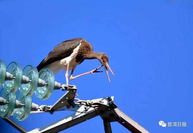 快围观!“鸟中大熊猫”黑鹳现身景东,被“拍鸟达人”拍到