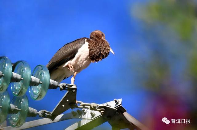 快围观!“鸟中大熊猫”黑鹳现身景东,被“拍鸟达人”拍到