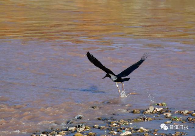 快围观!“鸟中大熊猫”黑鹳现身景东,被“拍鸟达人”拍到