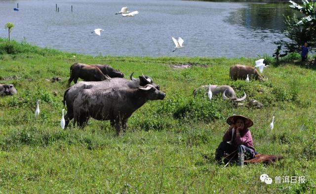 快围观!“鸟中大熊猫”黑鹳现身景东,被“拍鸟达人”拍到