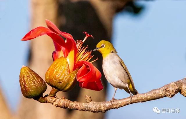 快围观!“鸟中大熊猫”黑鹳现身景东,被“拍鸟达人”拍到