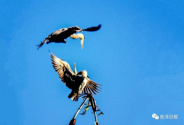 快围观!“鸟中大熊猫”黑鹳现身景东,被“拍鸟达人”拍到