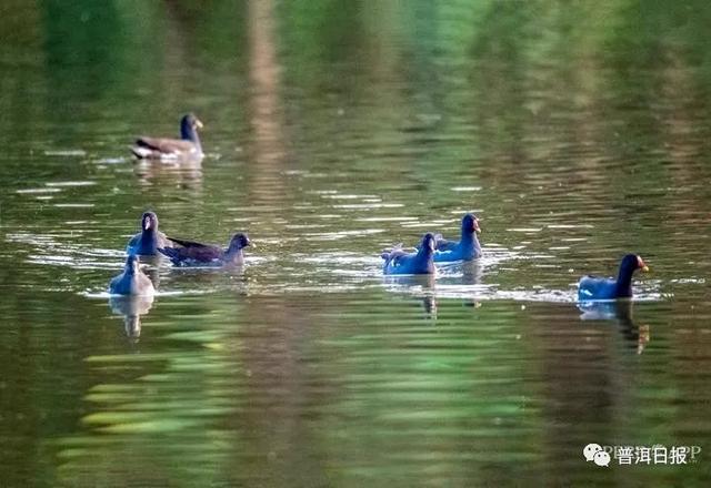 快围观!“鸟中大熊猫”黑鹳现身景东,被“拍鸟达人”拍到