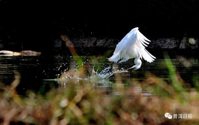 快围观!“鸟中大熊猫”黑鹳现身景东,被“拍鸟达人”拍到
