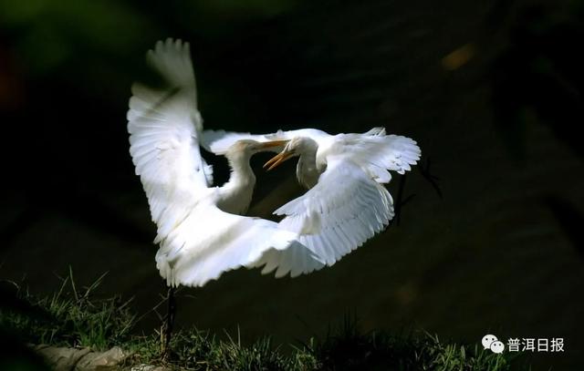 快围观!“鸟中大熊猫”黑鹳现身景东,被“拍鸟达人”拍到