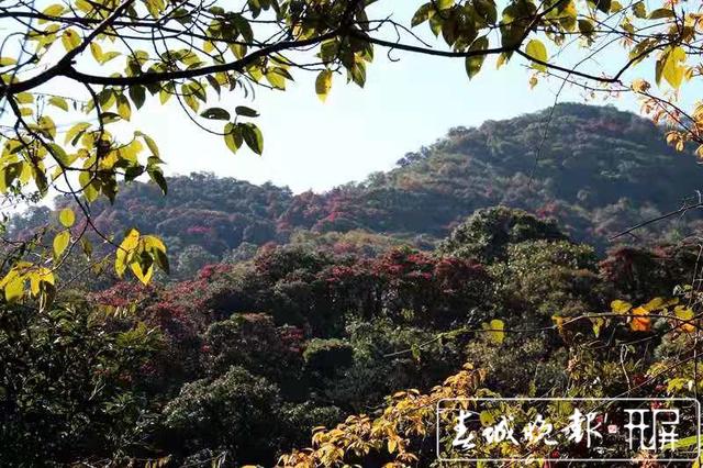 云吧｜龙陵古城山：杜鹃盛开遍山红，古道悠悠春意浓