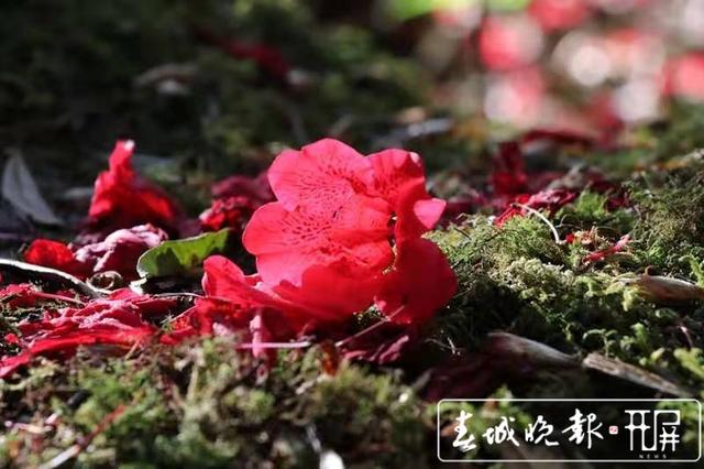 云吧｜龙陵古城山：杜鹃盛开遍山红，古道悠悠春意浓