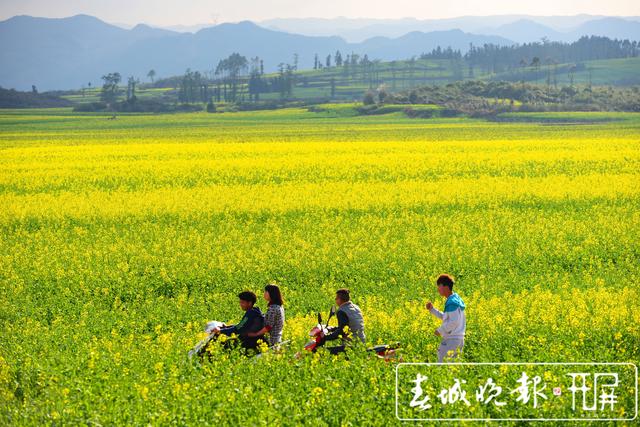 邂逅最美的春天｜曲靖近的远的绝美油菜花开成海