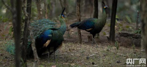 世界野生动植物日:聆听林间绿孔雀的声音 世界野生动植物日:聆听林间绿孔雀的声音