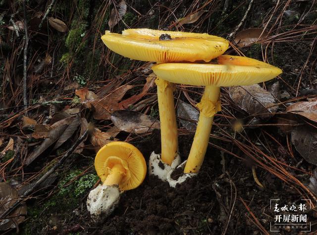 昆明植物研究所发现3个罕见菌寄生真菌新物种