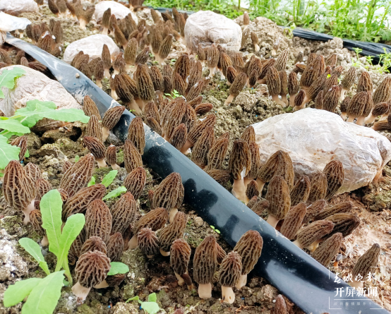 昆明植物研究所选育2个羊肚菌新品种（中国科学院昆明植物研究所供图）