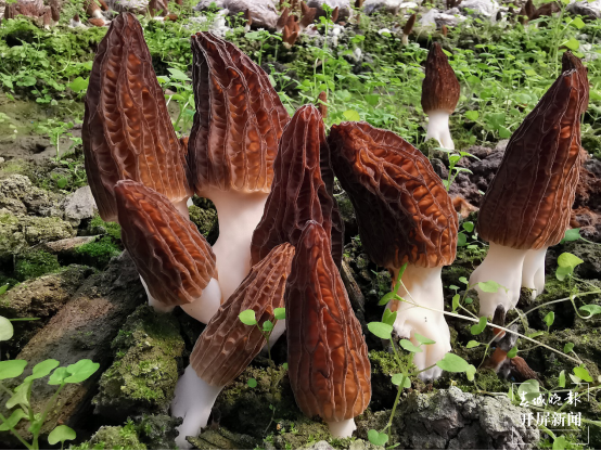 昆明植物研究所选育2个羊肚菌新品种（中国科学院昆明植物研究所供图）