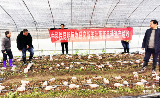 昆明植物研究所选育2个羊肚菌新品种（中国科学院昆明植物研究所供图）