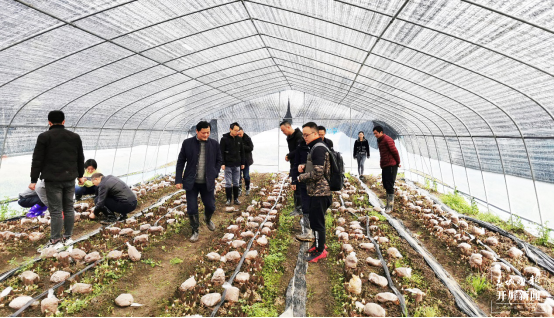 昆明植物研究所选育2个羊肚菌新品种（中国科学院昆明植物研究所供图）