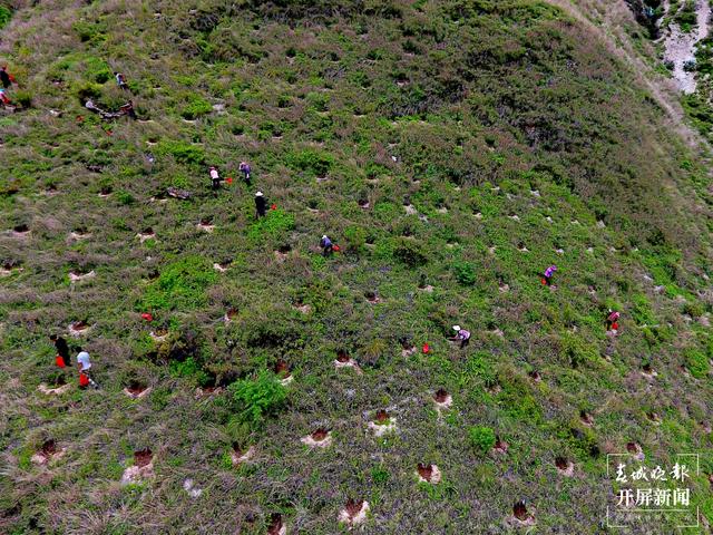 云南厚植生态底色，40年来累计义务植树43.26亿株
