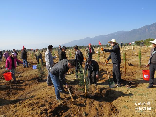 云南厚植生态底色,40年来累计义务植树43.26亿株