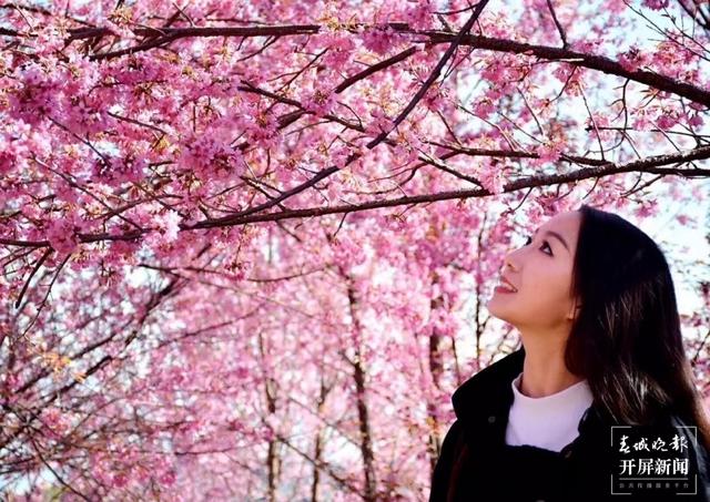 花都开好了，踏青赏春去！云南赏花游迎来“高光时刻” 朱婉琪 摄