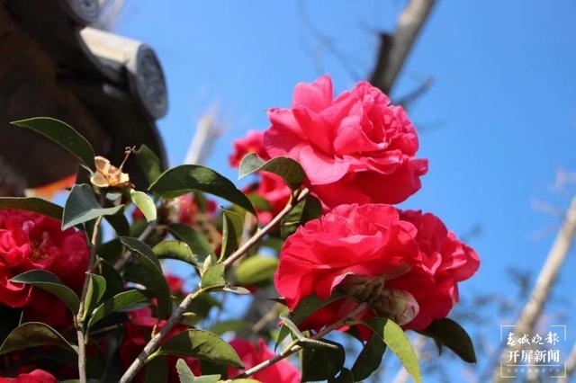 花都开好了，踏青赏春去！云南赏花游迎来“高光时刻” 朱婉琪 摄