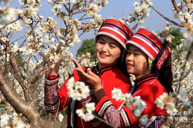 花都开好了，踏青赏春去！云南赏花游迎来“高光时刻” 朱婉琪 摄