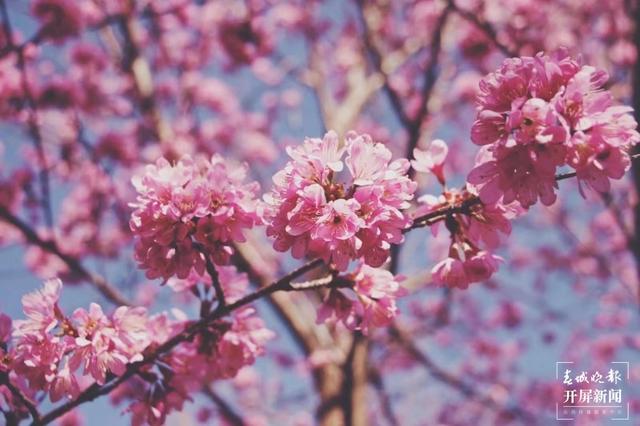 花都开好了，踏青赏春去！云南赏花游迎来“高光时刻” 朱婉琪 摄