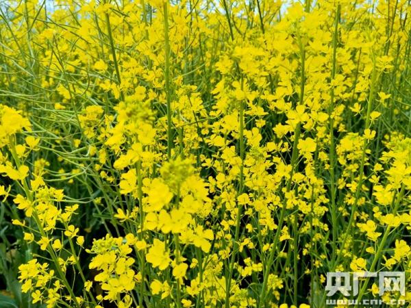 组图：坐着高铁去踏青 一路赏遍云南花