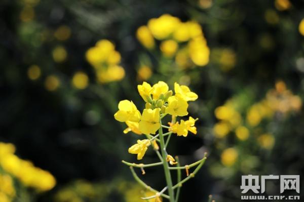 组图：坐着高铁去踏青 一路赏遍云南花