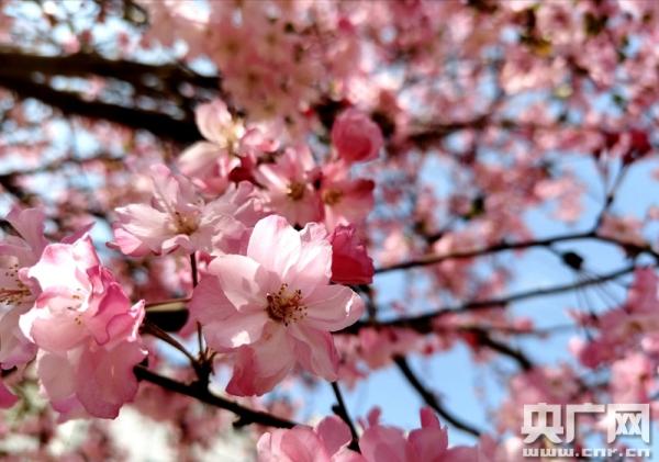 组图：坐着高铁去踏青 一路赏遍云南花