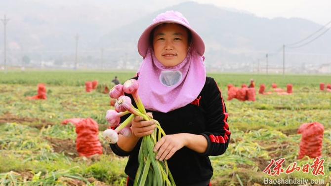 施甸大蒜远销俄罗斯 蒜农鼓起钱袋子2.jpg