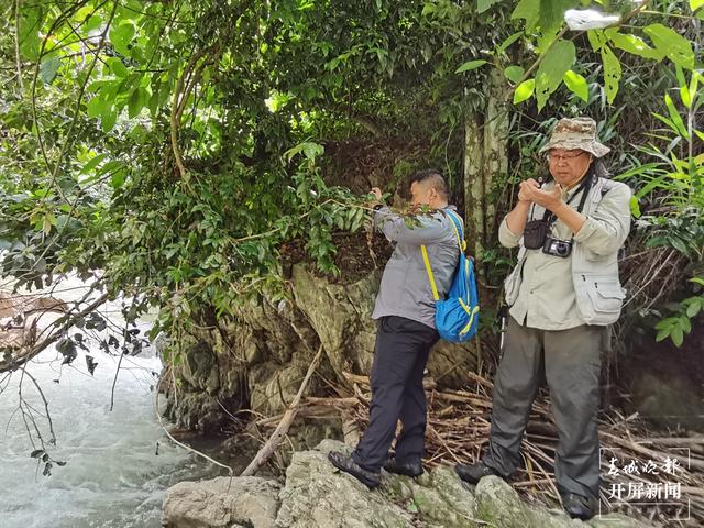 云南文山发现植物新种云南管蕊茶