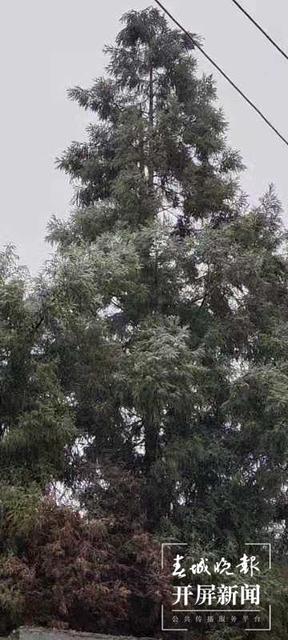 昭通多地今日下雪,叫冷声一片,请注意防寒抗旱!