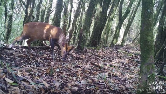 多种国家二级保护野生动物频繁打卡保山昌宁