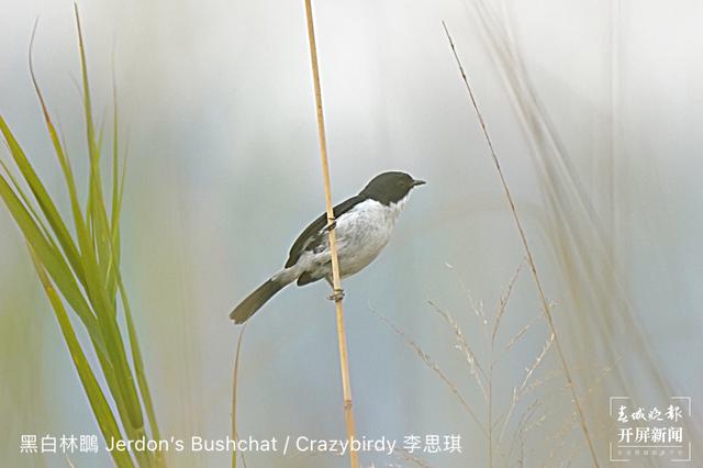 云南盈江记录到黑白林䳭影像资料