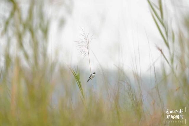 云南盈江记录到黑白林䳭影像资料