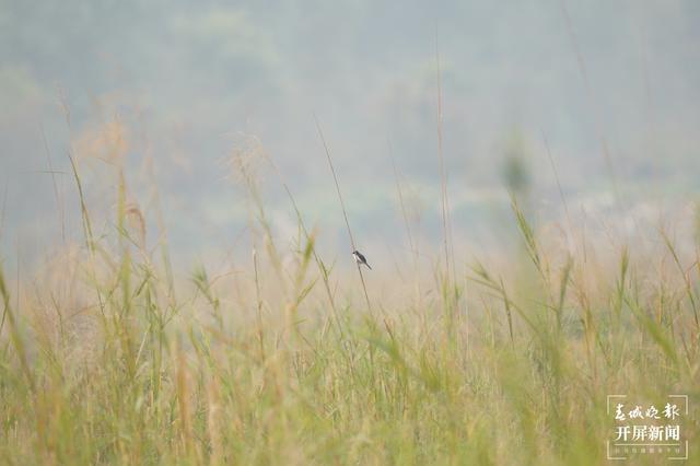 云南盈江记录到黑白林䳭影像资料