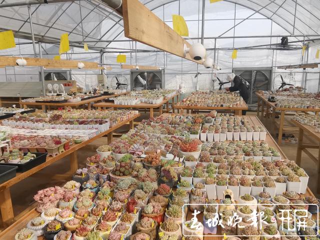 云南多肉产业销量领跑全国！8成淘宝卖家推出“云寄养”，你入坑了没？