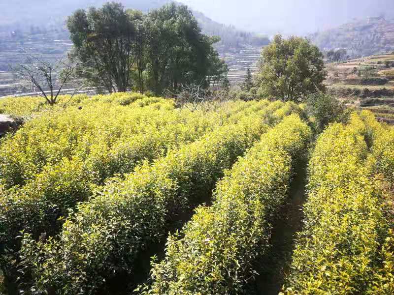 1617415047104565.jpeg e75f0a69a92f1f75d6fa77d74f030fe.jpg