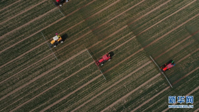 喷雾机在河北省辛集市试炮营村麦田里进行除草作业（2020年3月17日摄，无人机照片）。