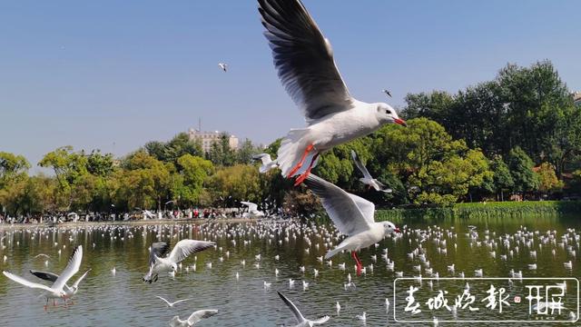 红嘴鸥（资料图）