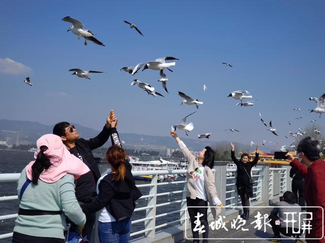 红嘴鸥要启程啦！它们已穿上“婚纱”，准备回家生娃了