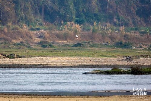 黑腹燕鸥（陈锦棠摄）