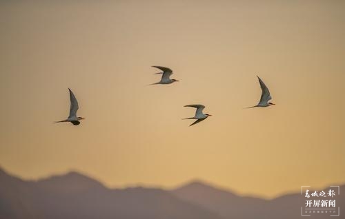 黑腹燕鸥（朱边勇摄）