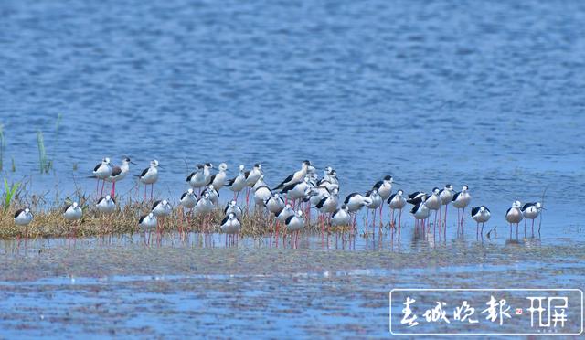 “大长腿”！51只黑翅长脚鹬迁徙中降临保山青华海