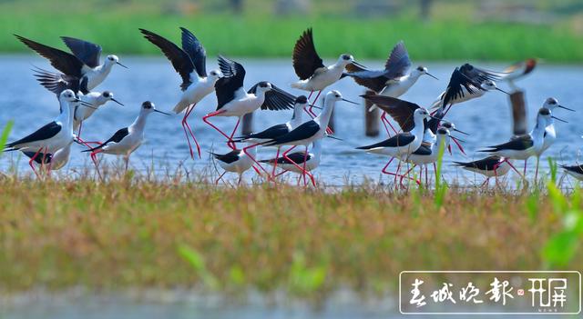 “大长腿”！51只黑翅长脚鹬迁徙中降临保山青华海